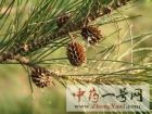 木麻黄