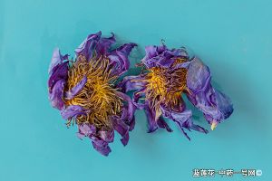 蓝莲花