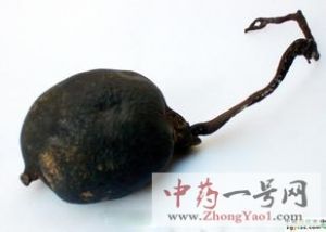 乌灵参2