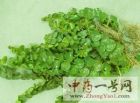 连钱草3