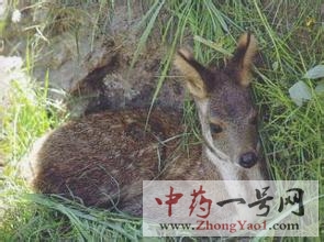 獐奶