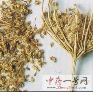 南鹤虱1