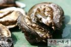 鲍鱼14
