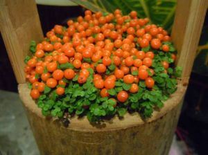 薄柱草