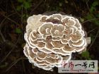云芝的功效与作用-用法及别名-云芝图片
