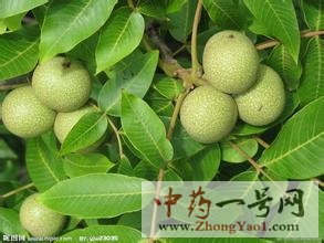 胡桃