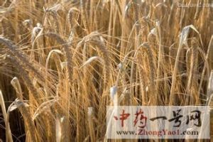 大麦3